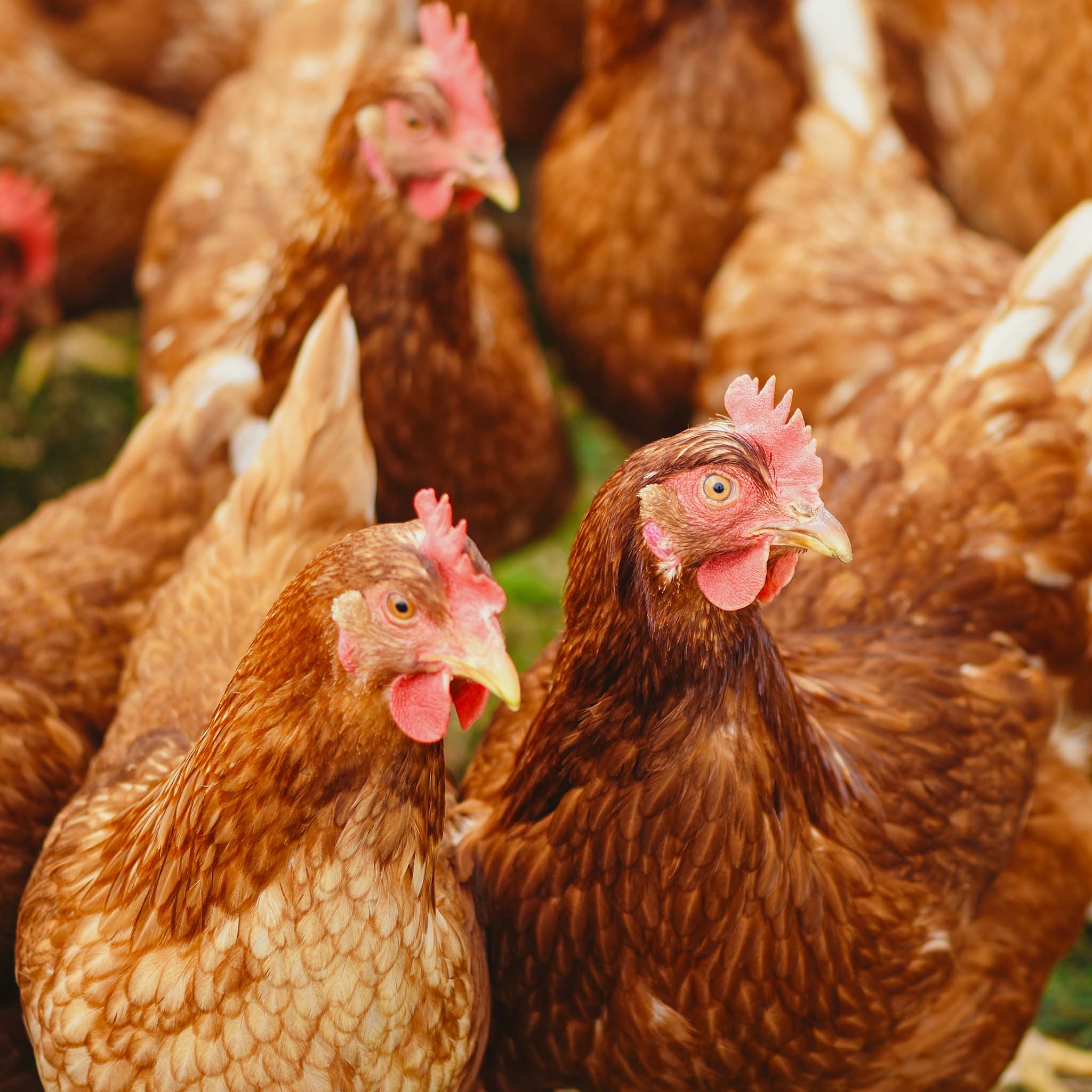 6 redenen om geen kippeneieren meer te eten